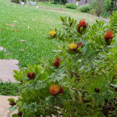 Leucospermum Oleifolium