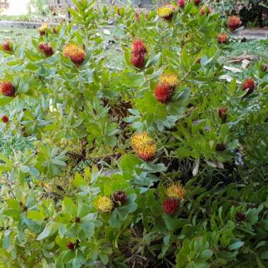 Leucospermum Oleifolium