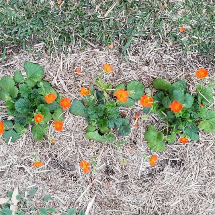 Plant image Geum Coccineum 'Cooky'