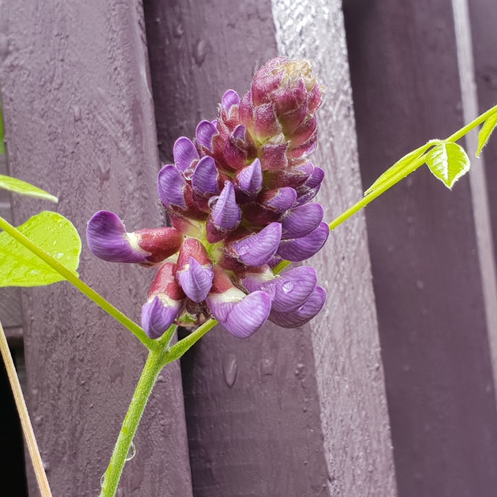 Plant image Wisteria frutescens