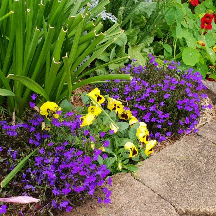 Plant image Lobelia Erinus 'Crystal Palace'