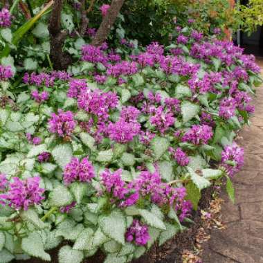 Lamium maculatum 'Pink Pewter'