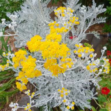 Senecio cineraria 'Silver Dust'