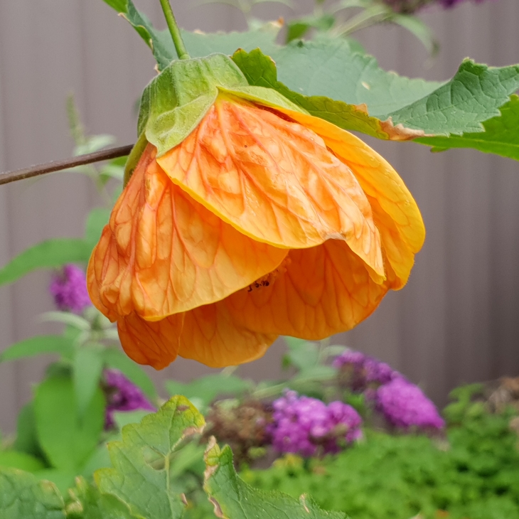 Plant image Abutilon 'Red Tiger'