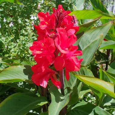 Canna 'Tropical Ruby'