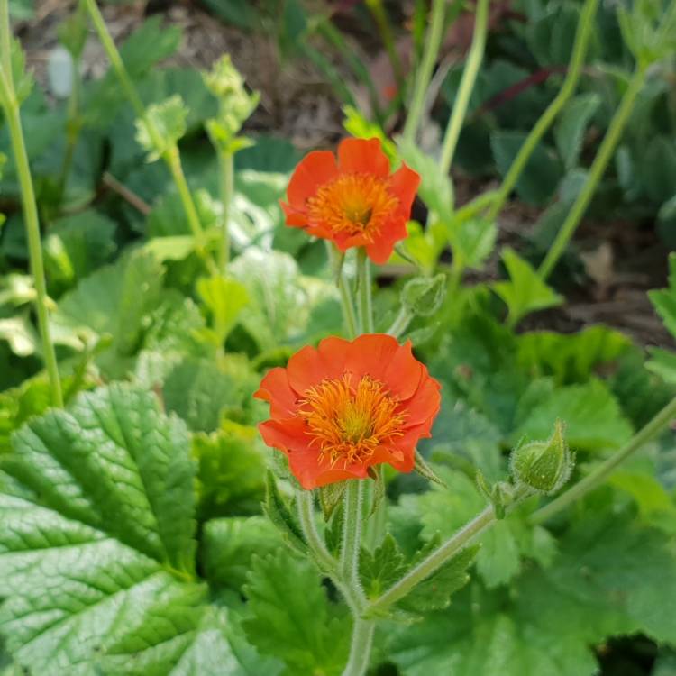 Plant image Geum Coccineum 'Cooky'