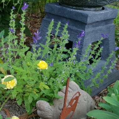 Salvia horminum 'Oxford Blue' syn. Salvia viridis