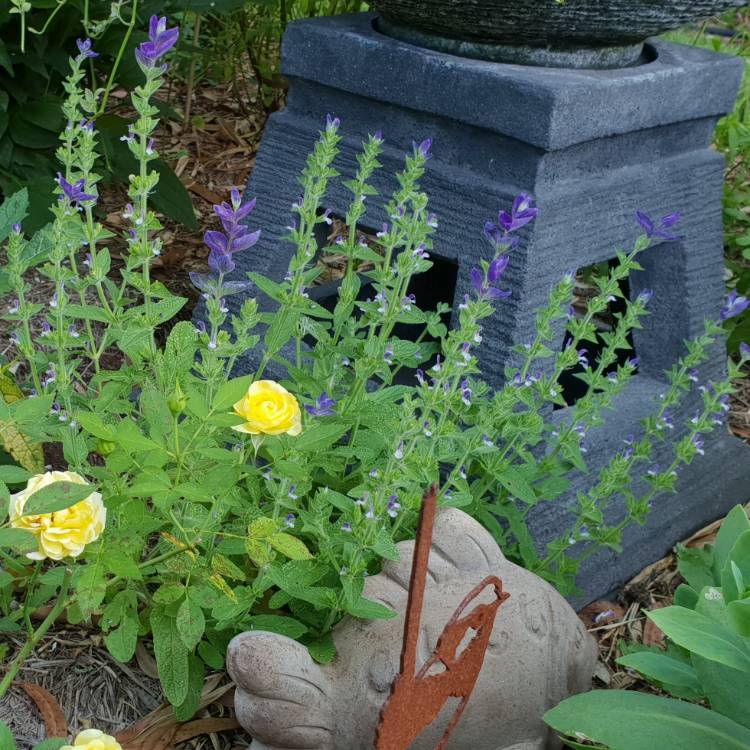 Plant image Salvia horminum 'Oxford Blue' syn. Salvia viridis