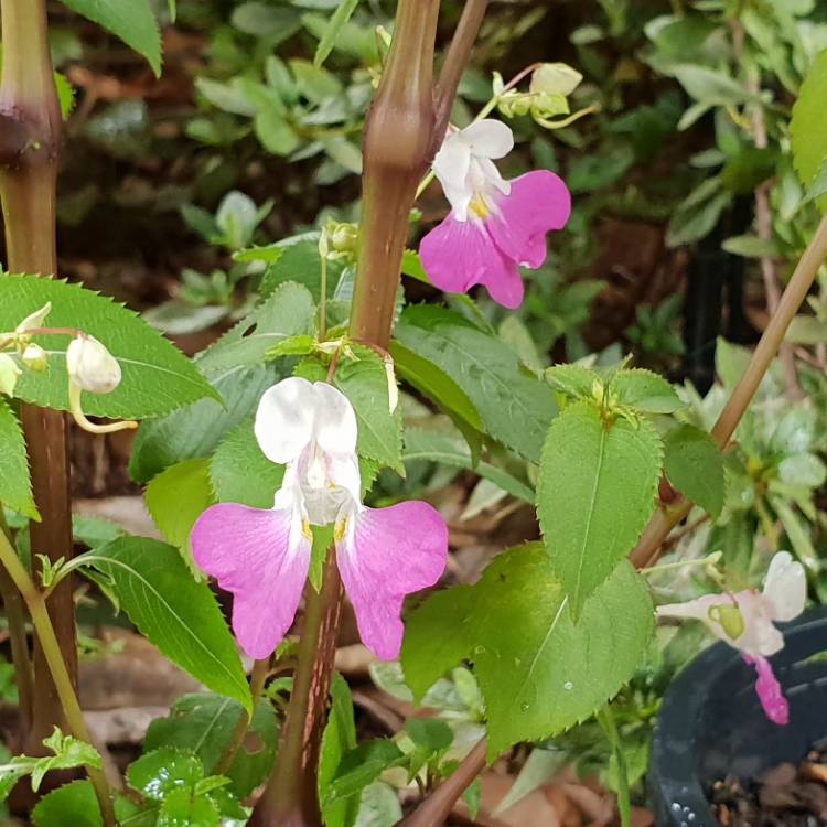 Plant image Impatiens balfourii