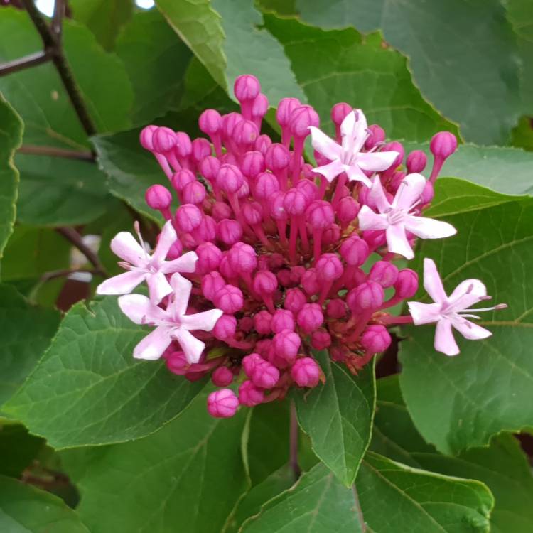 Plant image Clerodendrum bungei