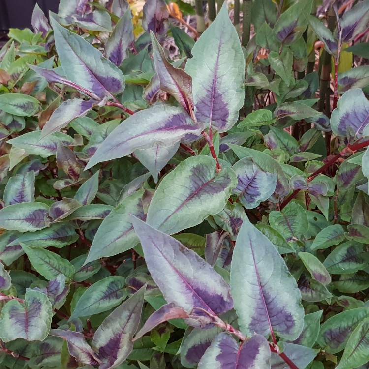 Plant image Persicaria microcephala 'Red Dragon'