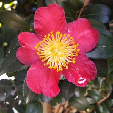 Camellia x vernalis 'Yuletide'