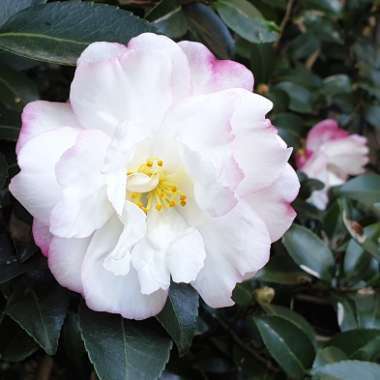 Camellia sasanqua 'Paradise Blush'