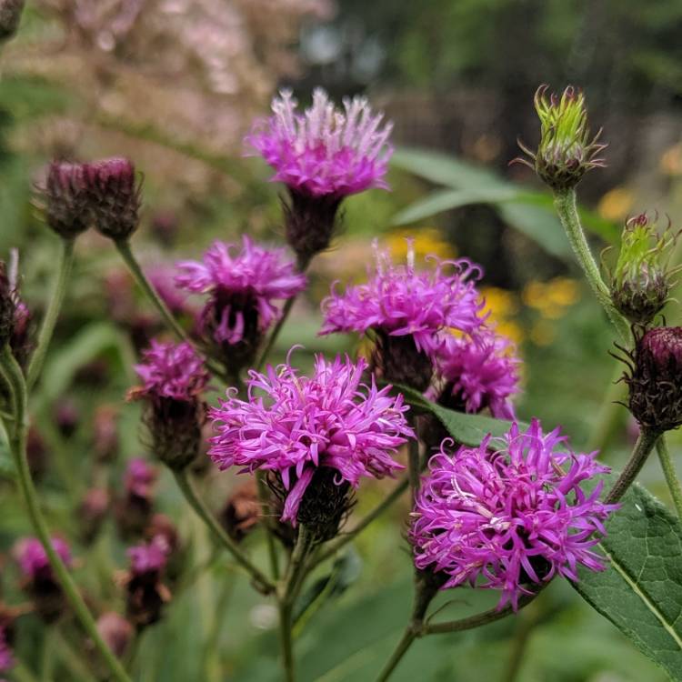 Plant image Vernonia gigantea