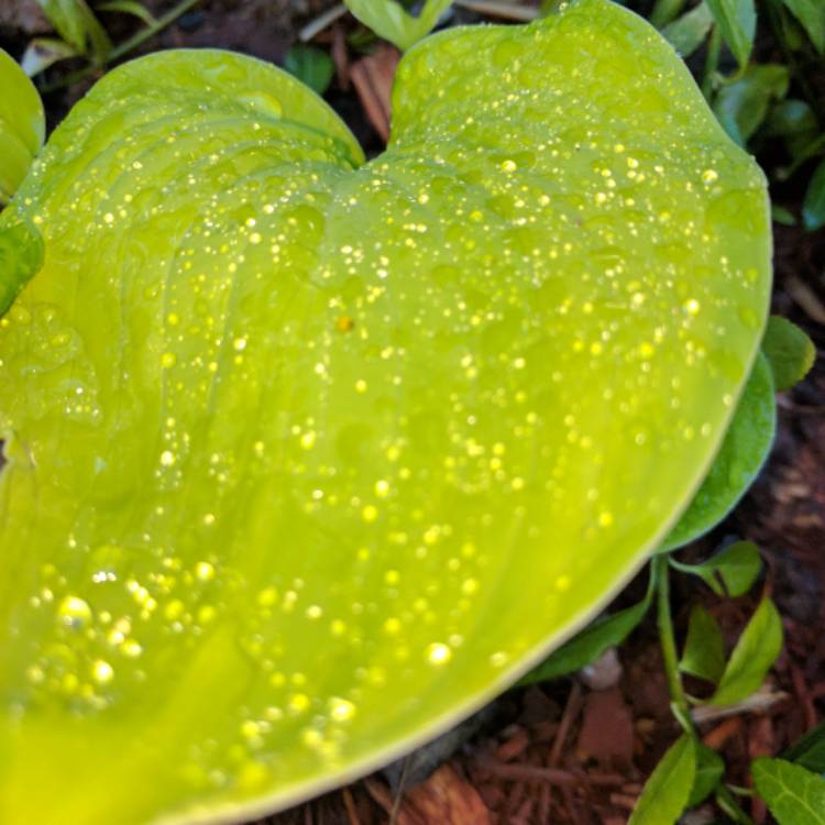 Plant image Hosta fortunei var. albopicta f. aurea syn. Hosta fortunei 'Aurea', Hosta 'Aurea'