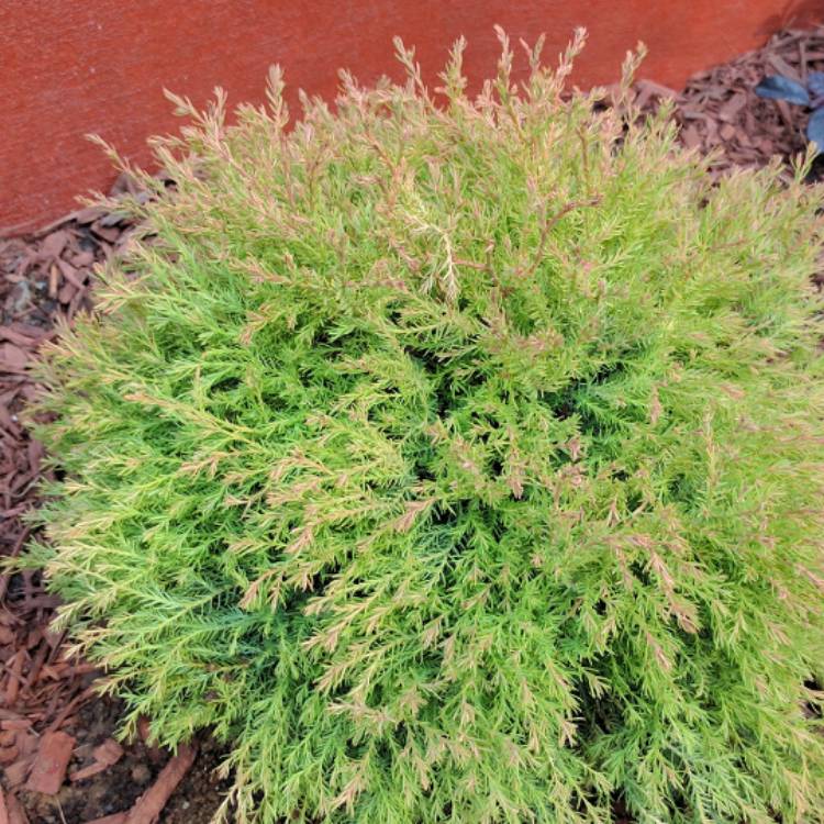 Plant image Thuja occidentalis 'Amber Glow'