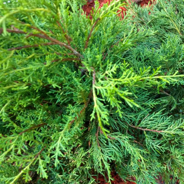 Plant image Juniperus chinensis 'Old Gold'