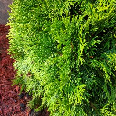 Thuja occidentalis 'Emerald Green'