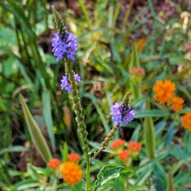 Verbena officinalis