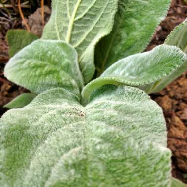 Stachys byzantina 'Helen Von Stein'