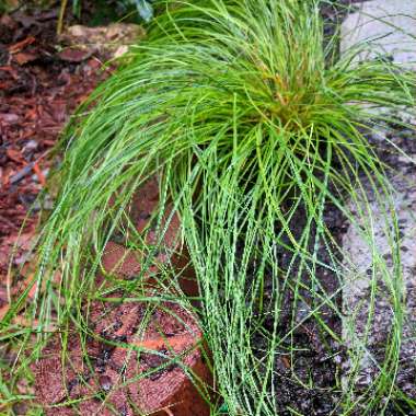 Carex Texensis