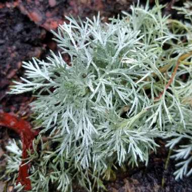 Artemisia schmidtiana