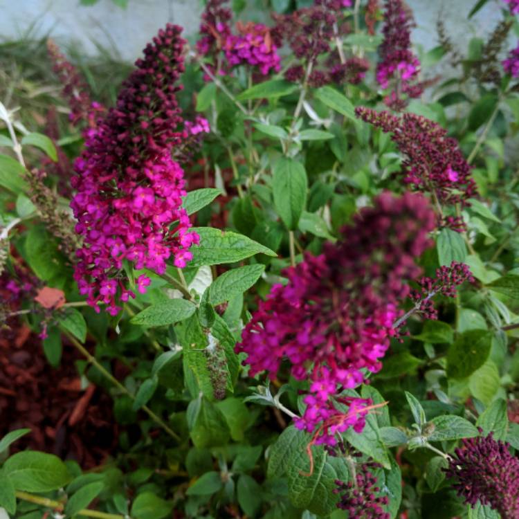 Plant image Buddleja 'Miss Molly'