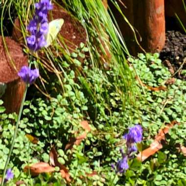 Lavandula pedunculata subsp. pedunculata syn. Lavandula stoechas subsp. pedunculata, Lavandula stoechas 'Papillon'