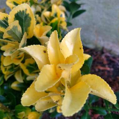 Euonymus japonica 'Aureo-marginata'