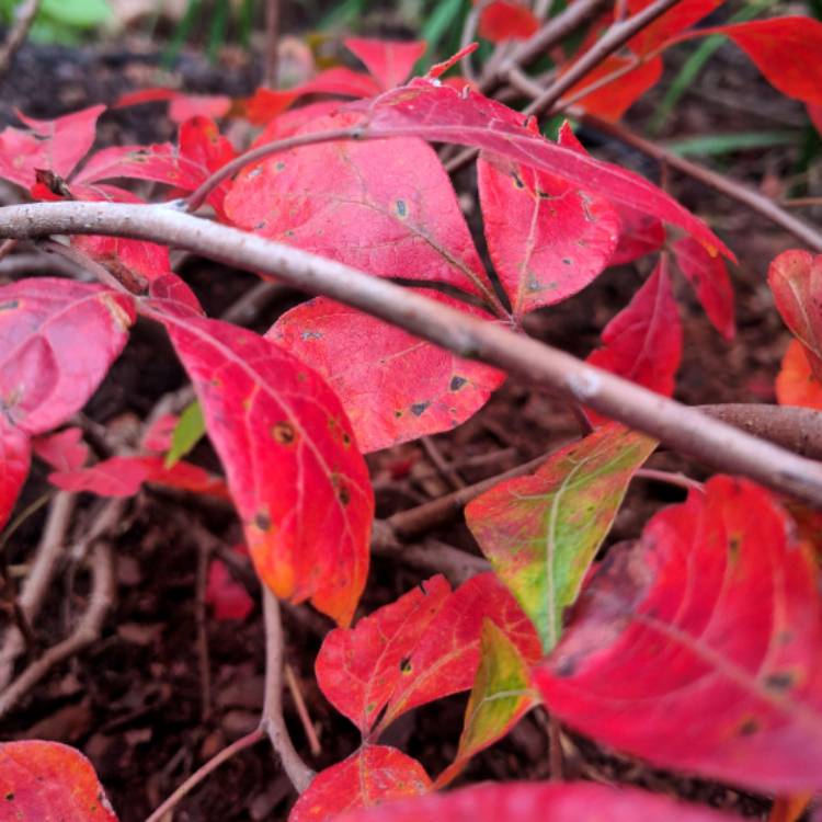 Plant image Rhus aromatica 'gro-low'