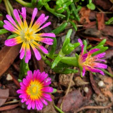 Delosperma 'Wheels of Wonder' mix