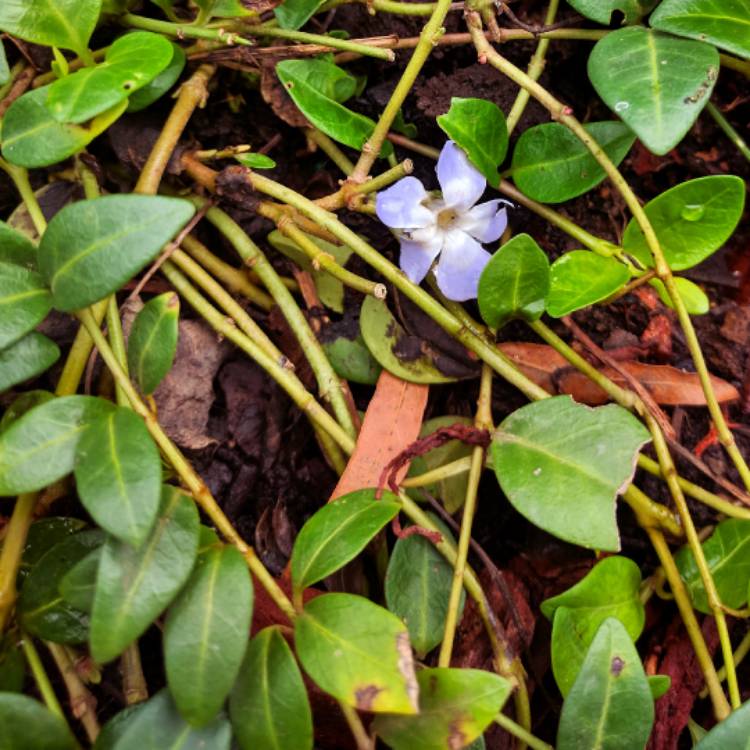 Plant image Vinca minor 'Flower Power'