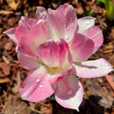 Tulipa 'Angelique'