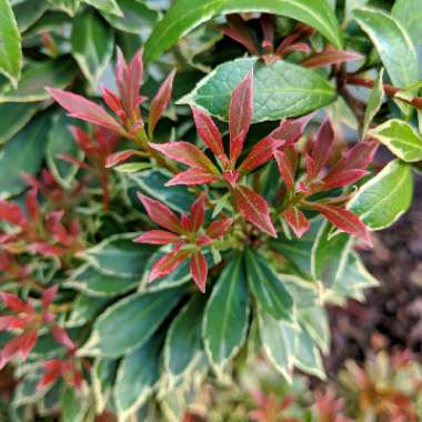 Pieris japonica 'Little Heath'