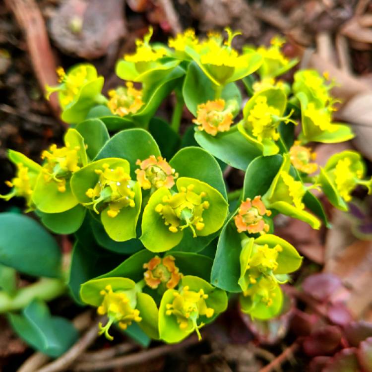 Plant image Euphorbia myrsinites