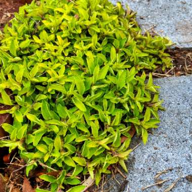 Lysimachia congestiflora 'Persian Chocolate'