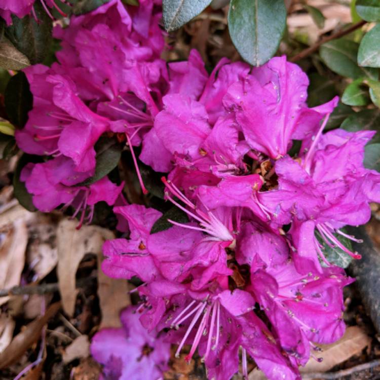 Plant image Rhododendron 'P.J.M. Compacta'