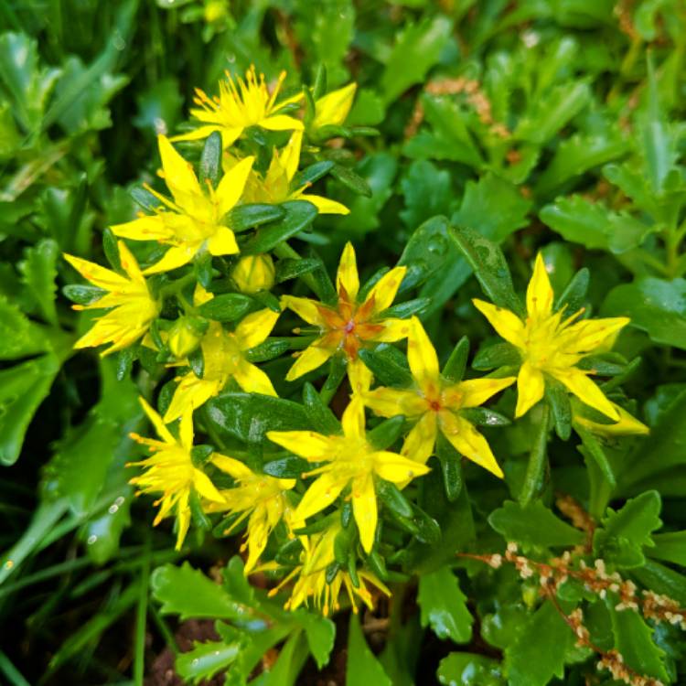 Plant image Sedum Golden Queen