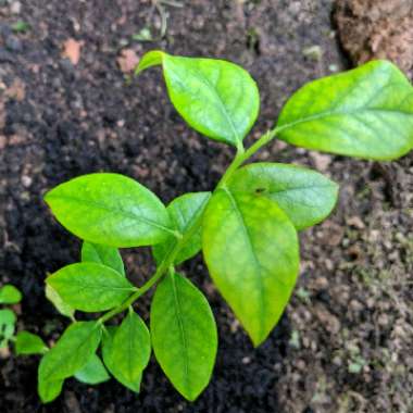 Vaccinium corymbosum