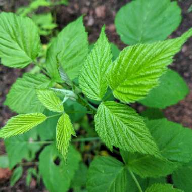 Rubus occidentalis 'Black Jewel'