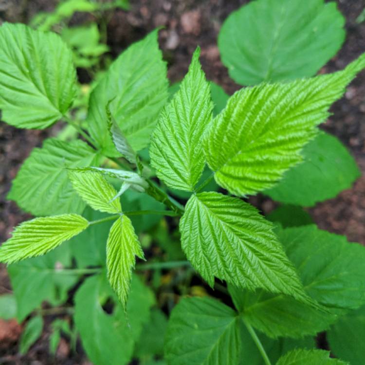 Plant image Rubus occidentalis 'Black Jewel'