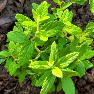 Spiraea douglasii