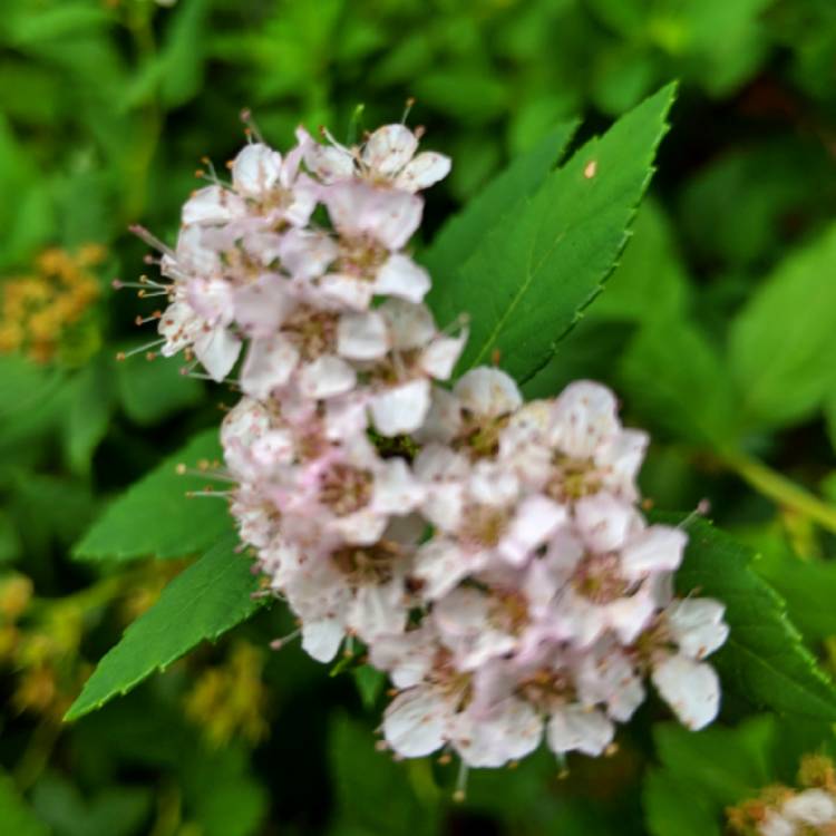 Plant image Spiraea japonica 'Little Princess'