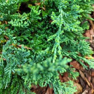 Juniperus squamata 'Blue Carpet'