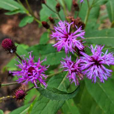 Vernonia gigantea