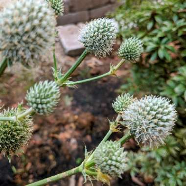 Eryngium yuccifolium