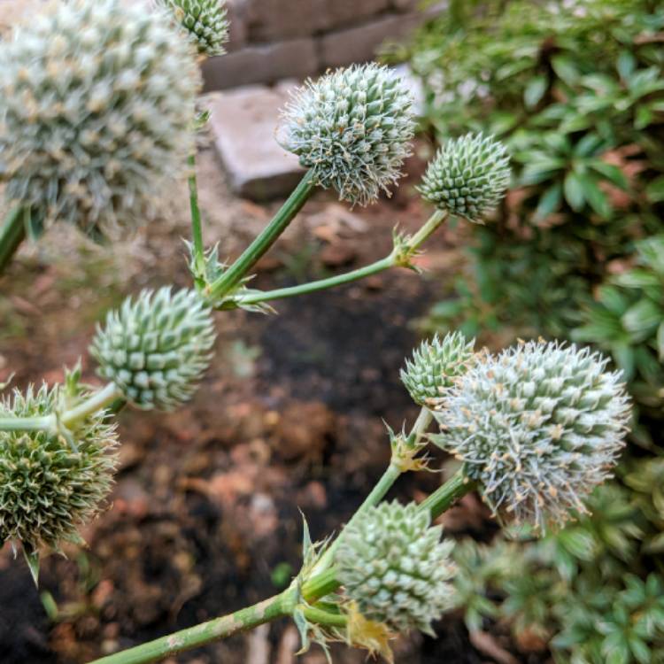 Plant image Eryngium yuccifolium