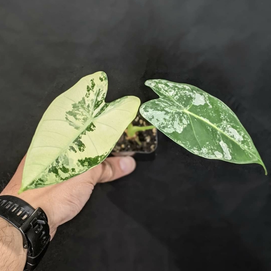 Plant image Alocasia Micholitziana variegated