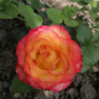 Rose (Hybrid Tea)