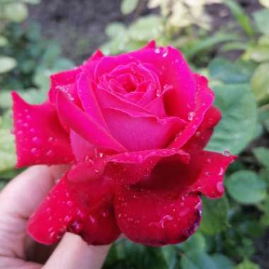 Rose (Hybrid Tea)